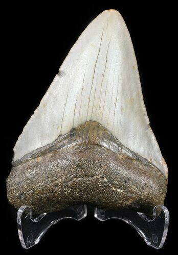 Bargain, Megalodon Tooth - North Carolina #54756